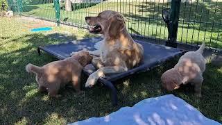 A day in the Garden with our Puppygang