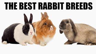 Top 10 Most Affectionate Rabbit Breeds