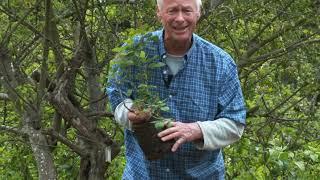 Plantings Roses From a Cutting