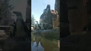 Pinguins at Vancouver Aquarium..