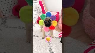 My PUPPY’S faces as EMOJIS ️ #pug #puppy #funny