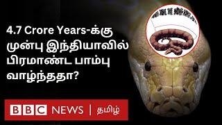 Vasuki Indicus இந்தியாவில் பிரமாண்ட Snake? ஆய்வில் தெரியவந்த புதிய தகவல் என்ன?