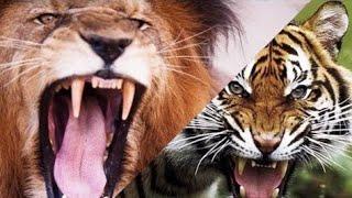 #LeonvsTigre #Animales #EpicVersus  LEON vs TIGRE  ¿Quién Ganaría?  EPIC VERSUS ️