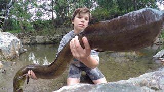 Catching The BIGGEST Freshwater EEL AMAZING