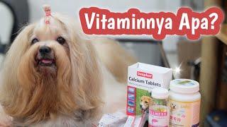 Vitamin Buat Anjing Kesayangan