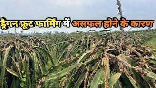 Failed Dragon Fruit Farm and Reason of Failure #dragonfruitplant #pitaya