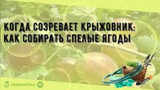 Когда созревает крыжовник как собирать спелые ягоды