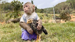 Sweet LoveMax monkey cry sadly when lost a chicken.