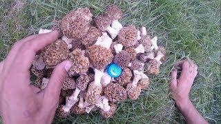 Сбор грибов в Крыму - весенние сморчки