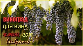Мои сорта винограда для ВИНА.My grape varieties for wine.