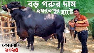 কোরবানির বড় বড় গরু গুলো হযরত পুর হাটে কেমন দাম চাচ্ছে  হযরতপুর গরুর হাট  কোরবানির গরু ২০২৪