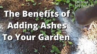 THE BENEFITS OF USING ASHES IN YOUR GARDEN