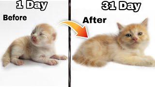 How do persian cats grow ?   persian cat growth stages  persian kitten time lapse