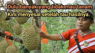 DULU BANYAK YANG TIDAK MAU TANAM DURIAN KINI MENYESAL SETELAH TAHU HASILNYA PULUHAN JUTA