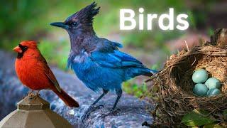 Interesting Birds  How Birds Feed  Bird Lovers