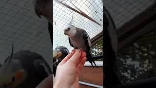 Cockatiels LOVE peanuts