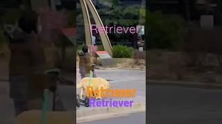 Faithful Retriever with Kind Owner on Street รีทรีฟเวอร์ผู้ซื่อสัตย์กับเจ้าของใจดีบนถนน #shortsvideo