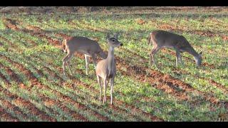 Awesome Rifle Shot on Big 8-Point Buck - Deer & Deer Hunting TV Full Episode