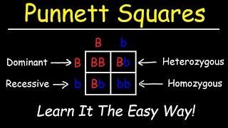 Punnett Squares - Basic Introduction