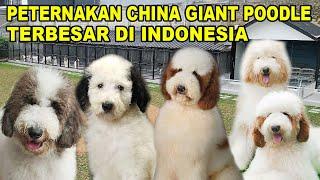 TERBESAR  Peternakan Anjing Giant Poodle Dari China