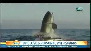 THE BIGGEST GREAT WHITE SHARK IN THE WORLD