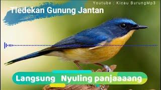 Suara burung Tledekan gacor ngerol  Kicau Burung Mp3