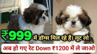 Shihtzu Puppies Available For Sale  Cheapest Dog Market Video  Low Price Dog