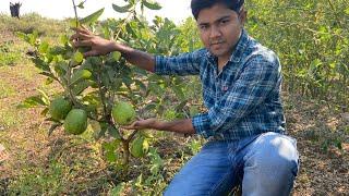 Tour of Maharashtra & Chhattisgarh from Apple Ber Nursery