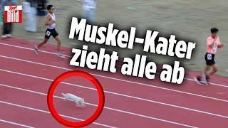 Katze überholt alle auf der Laufbahn