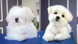 MALTESE PUPPY FIRST GROOMING WITH SCISSOR ️️ cuteness guaranteed