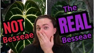 Anthurium Besseae Aff Vs TRUE Besseae