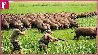  How Do Hunters And American Farmers Deal With Millions Of Wild Boars  Wild Boar Hunting