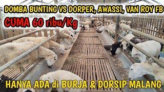 HARGA DOMBA DORPER FB KAMBING BOER & PAKET KEMITRAAN DOMBA di BURJA & DORSIP MALANG