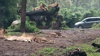 Singanya Lemes  Masuk Hutan Taman Safari Prigen Pasuruan