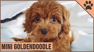 Mini Goldendoodle - The Miniature Size Goldendoodle