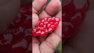 யாழ்ப்பாணத்தில இந்திய மாதுளை   Indian pomegranate in Jaffna