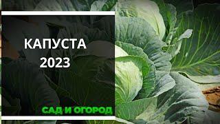 Семена капусты на 2023 год. Какую капусту посадить и посеять в новом сезоне