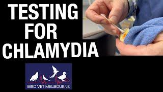 Testing for Chlamydia Psittacosis in parrots