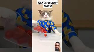 hack day with Puff part 12 #thelittlepuff #whatshouldpuffdo #chefpuff #puffknowsbetter #pets #funny