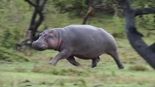 Hippo On The Run Ive never seen this before