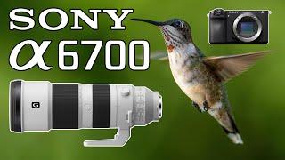 Sony a6700 Hummingbird Photography & More with the 200-600 Telephoto Lens