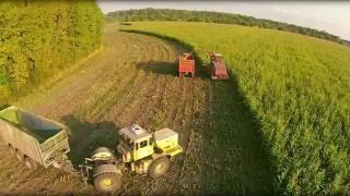 Уборка кукурузы на силос  Полесье КВК-800-36