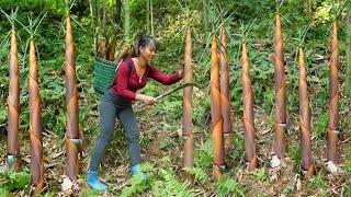 Harvesting Red Bamboo Shoot Goes To Market Sell Vegetable gardening  Phuong Free Bushcraft