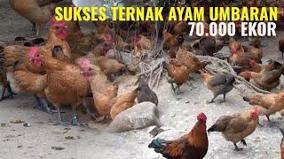 TERNAK AYAM ORGANIK SISTEM UMBARAN DI CHINA - SUKSES MENGENTASKAN KEMISKINAN