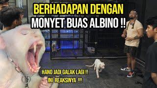 NGERI CARA BERHADAPAN DENGAN MONYET GALAK  - HANO MONYET ALBINO JADI GANAS LAGI 