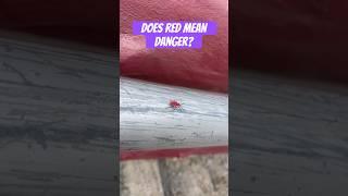 DOES RED MEAN DANGER? #thailand #vlog #shorts #short #reels #insects #viral #funny #bug #fun #learn