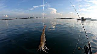 Dapat ikan Besar Menggunakan Umpan ini Sampai Jadi Tontonan Warga