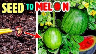 Growing Watermelon Plant Time Lapse - Seed to Fruit 110 Days