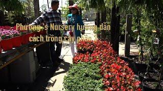 Phương  s Nursery hướng dẫn cách trồng cây phần 2