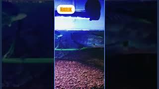 treatment channa maru full bunga#shorts#predatorfishr#shorts